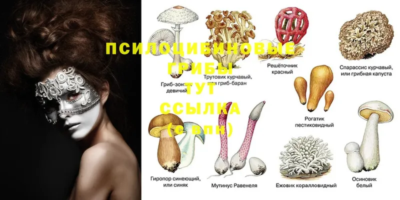 Псилоцибиновые грибы Magic Shrooms Лесосибирск